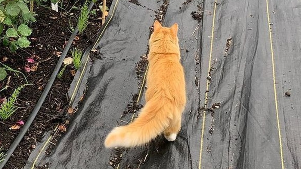 Timmy the cat at the Floret farm