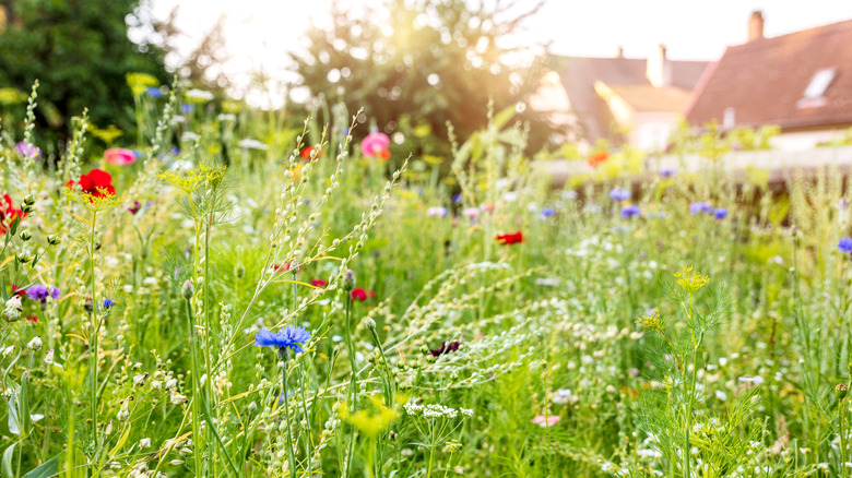 Wildflowers with houses in background