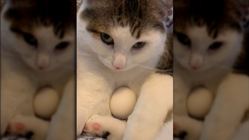Cat with egg