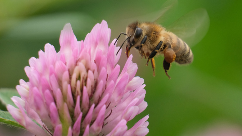 Bee with flower