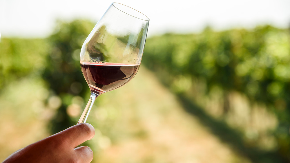 Person holding up half-full red wine glass in vineyard