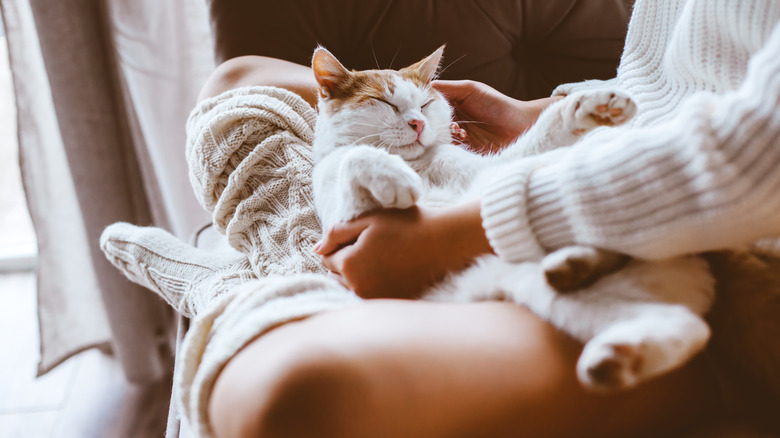 Cat on woman's lap