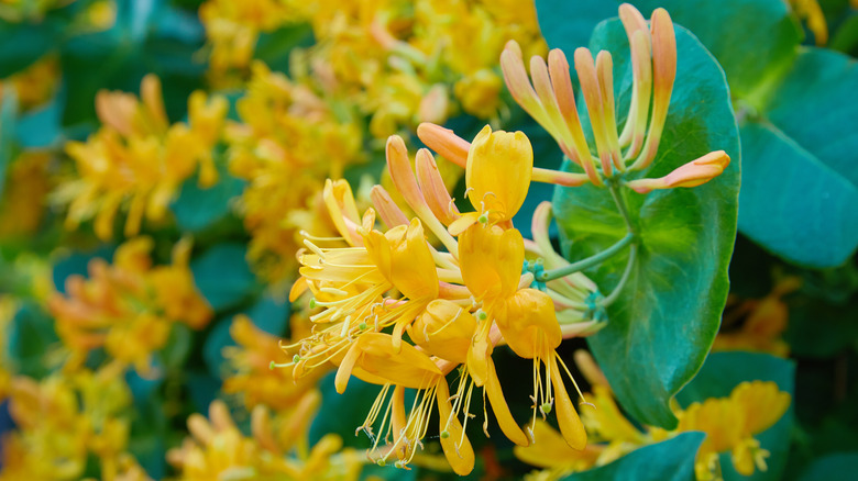 Honeysuckle plant