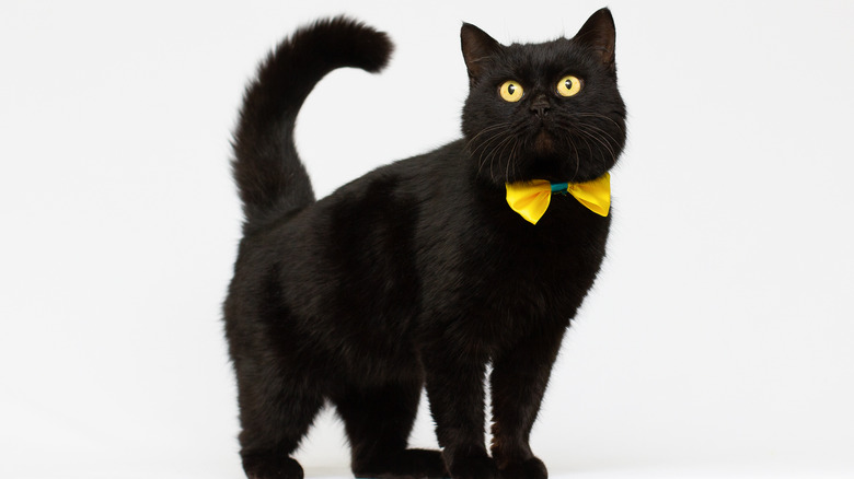 Black cat wearing bow tie