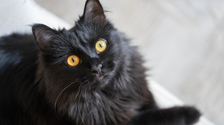 Black cat looking up at camera