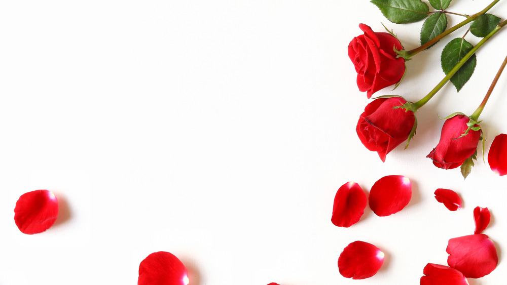 Red roses and petals on a white background