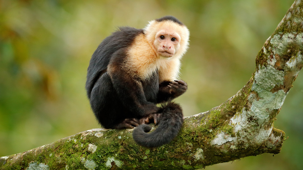 Capuchin monkey