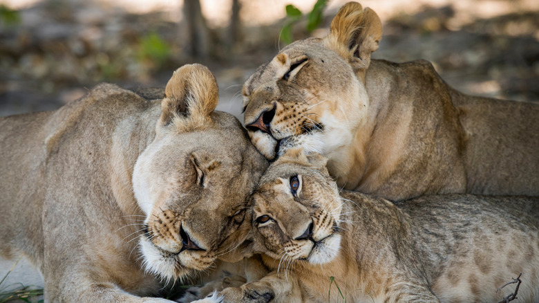 lion family