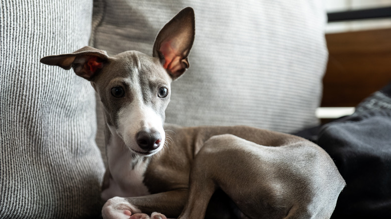 Greyhound lying on couch