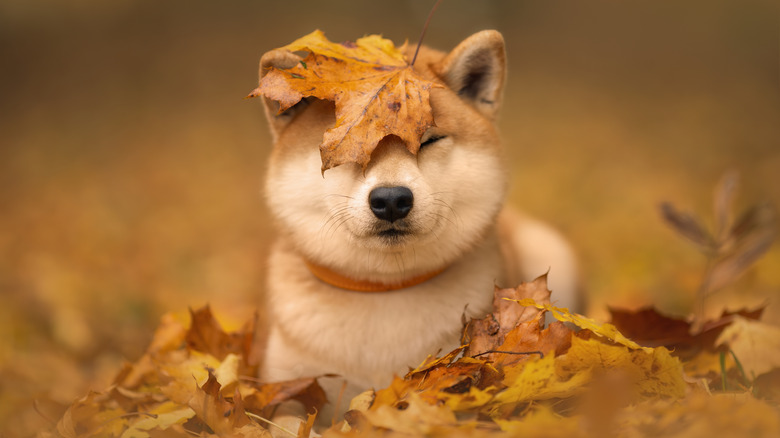 Shiba Inu wearing leaf
