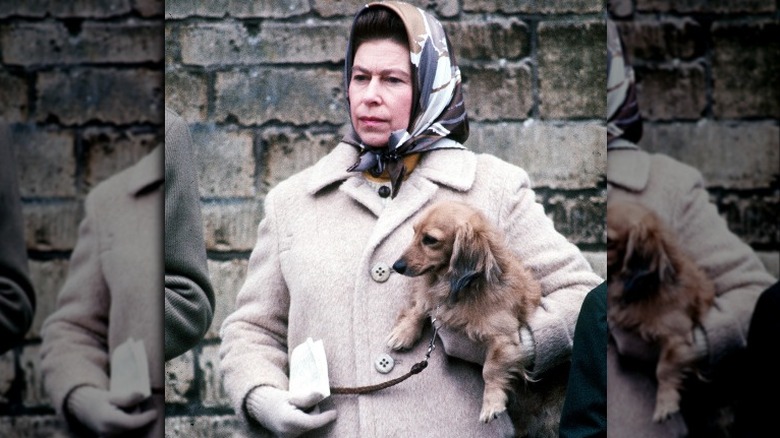 Queen Elizabeth holding one of her Dorgis