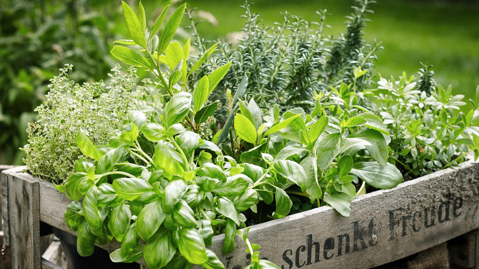 This Is The Leafy Green With The Most Nutrients