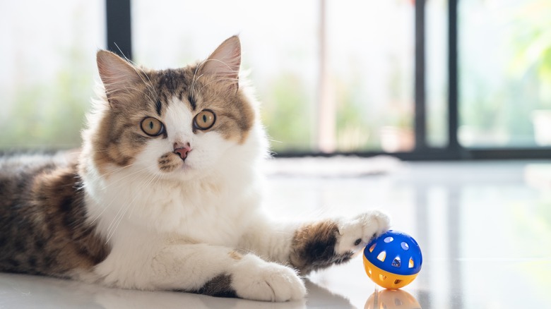 A cat playing with a ball 