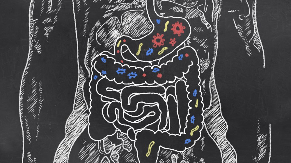 drawing of gut bacteria