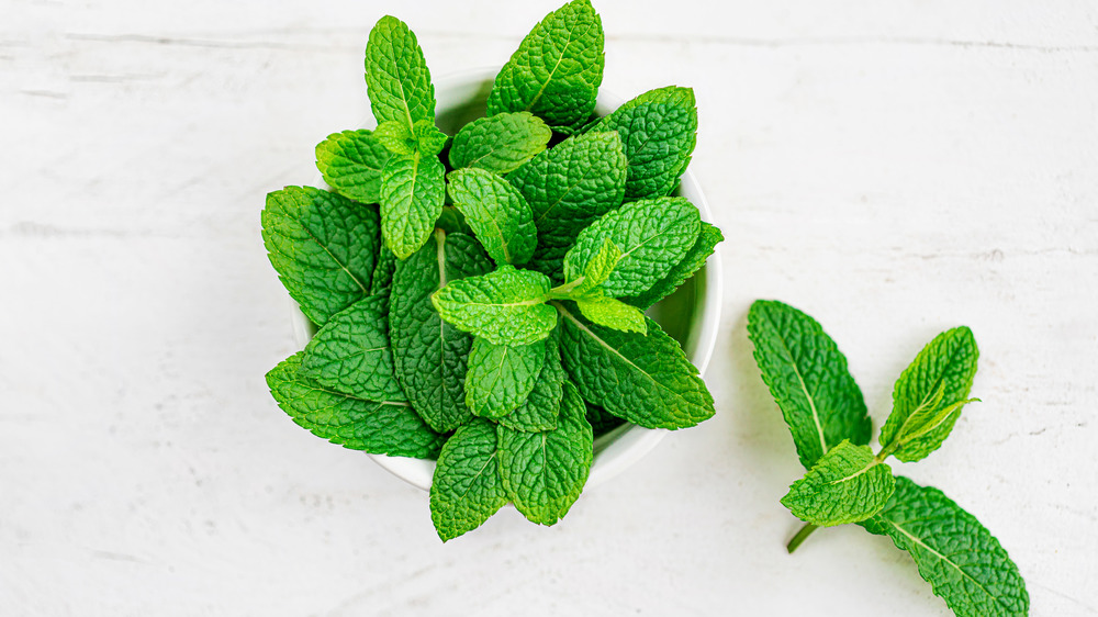 Mint leaves bunch and sprig