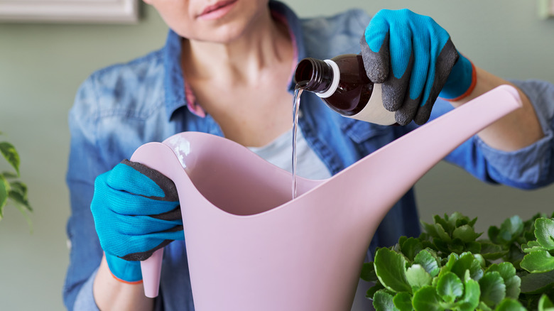 Pouring hydrogen peroxide into a watering can 