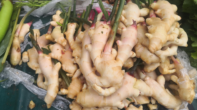 Fresh galangal, a ginger-like root