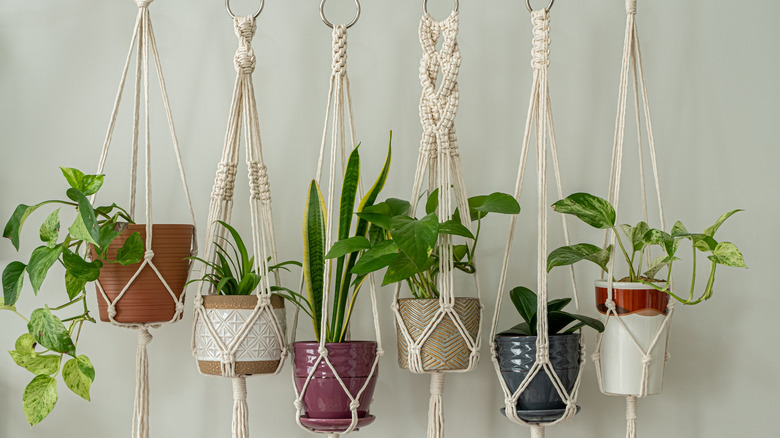 Hanging plants