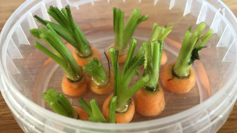 Carrots submerged in water