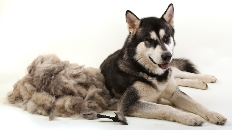 Malamute with pile of shed fur