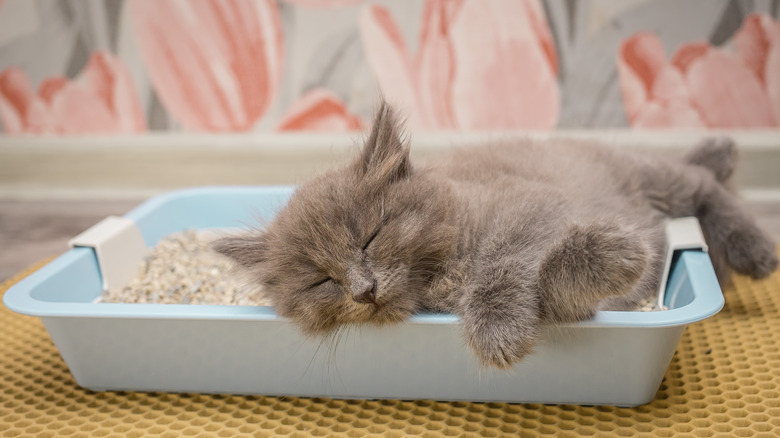 Kitten sleeping in litter box