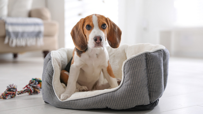 Dog in a bed 