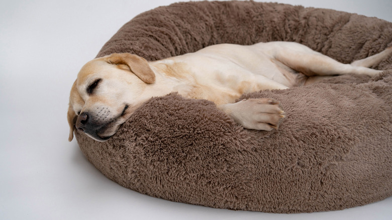 Dog in a bed 