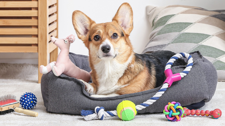 Dog surrounded by toys