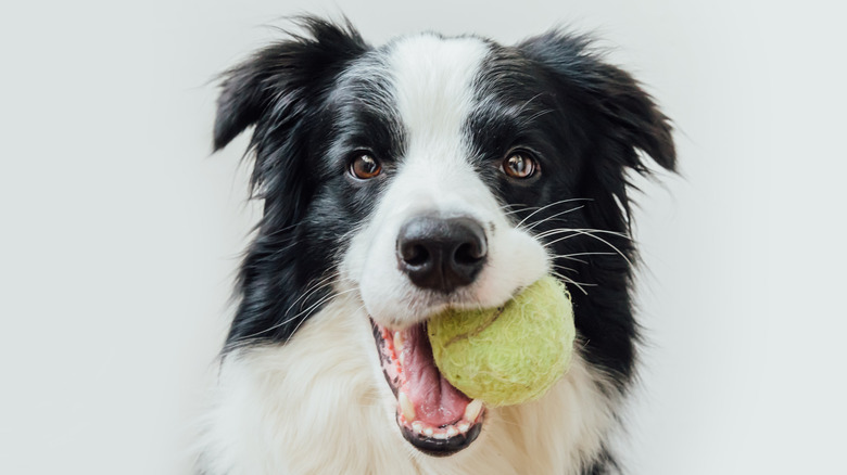 Dog holding a tennis ball