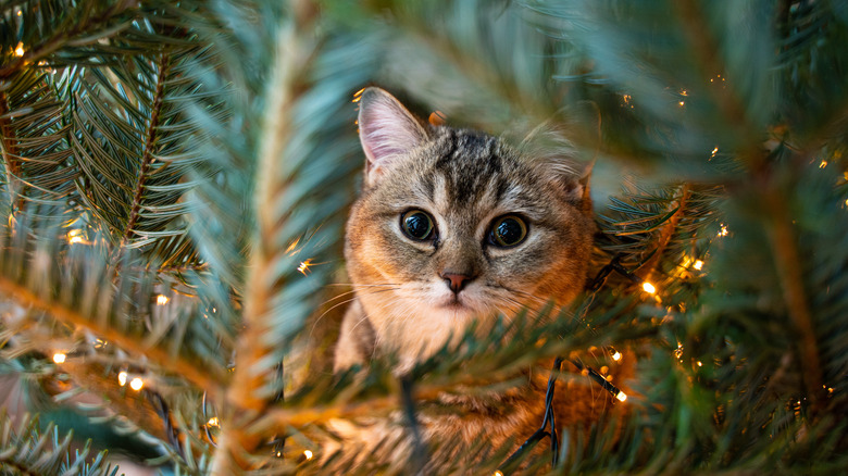 Cat in Christmas tree