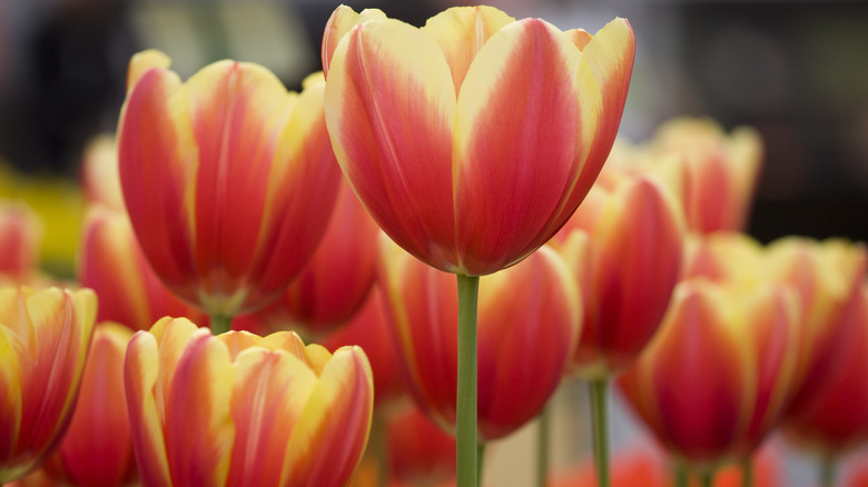 Red and yellow tulips