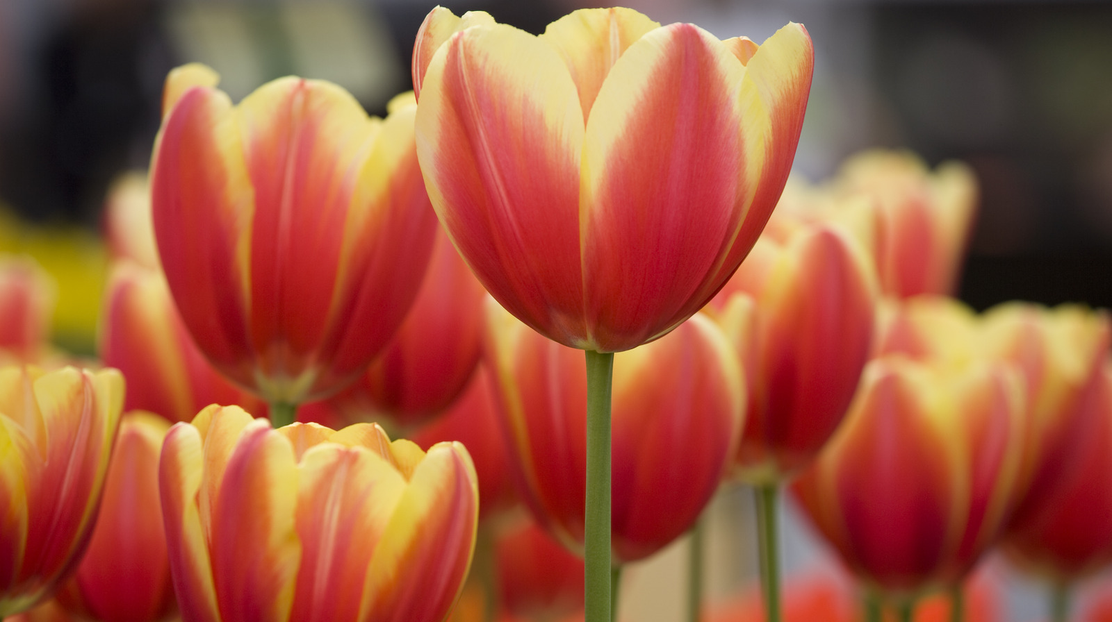 What Adding Tulip To Your Beauty Routine Can Do For Your Skin