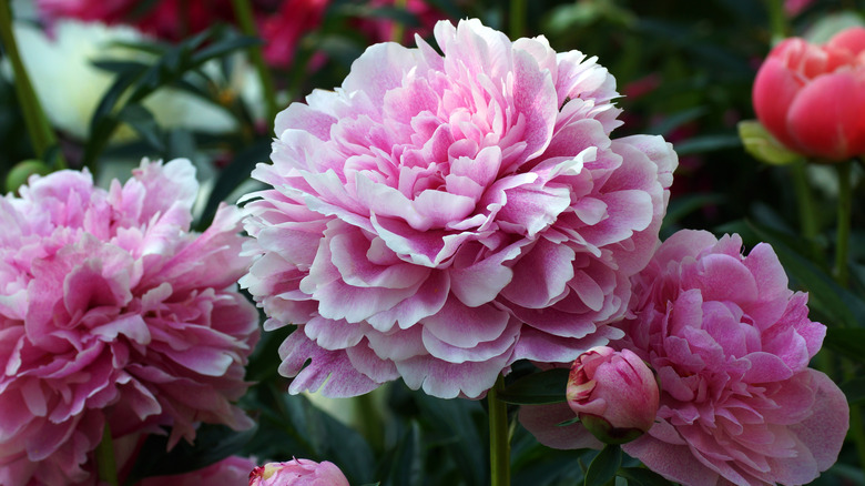 Peonies blooming