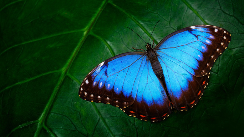 Blue butterfly