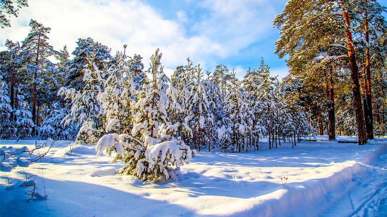 Snowy forest