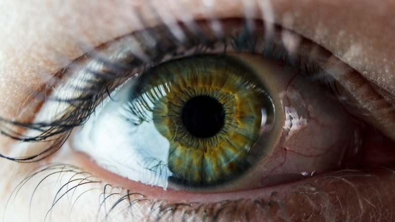 close-up view of a green and hazel eye