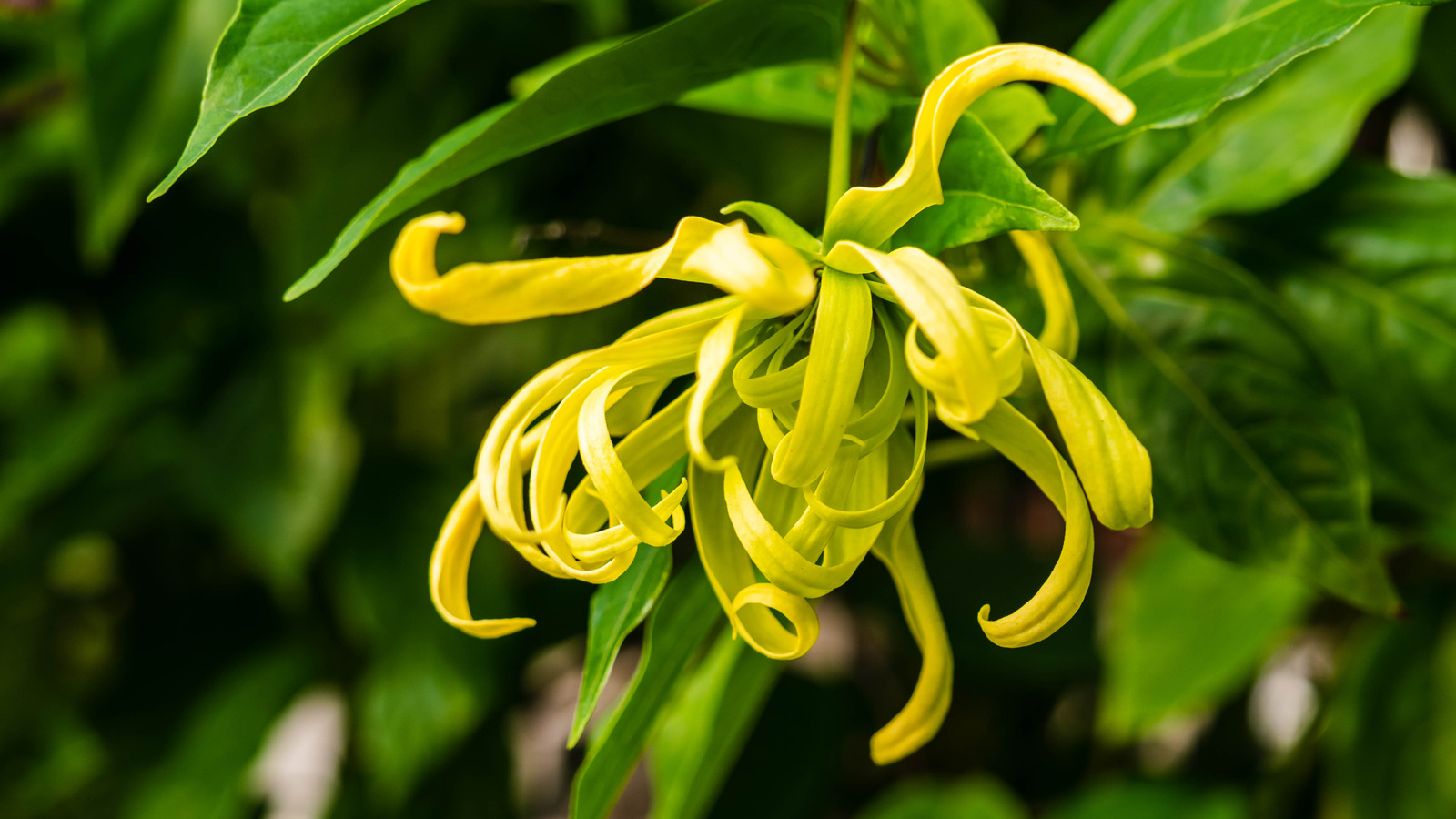 What Does Ylang-Ylang Smell Like  