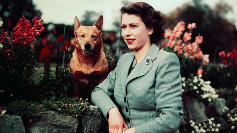 Queen Elizabeth II with her corgi, September 1952