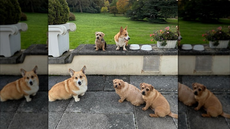 Sarah Ferguson's Instagram post of the late queen's corgis