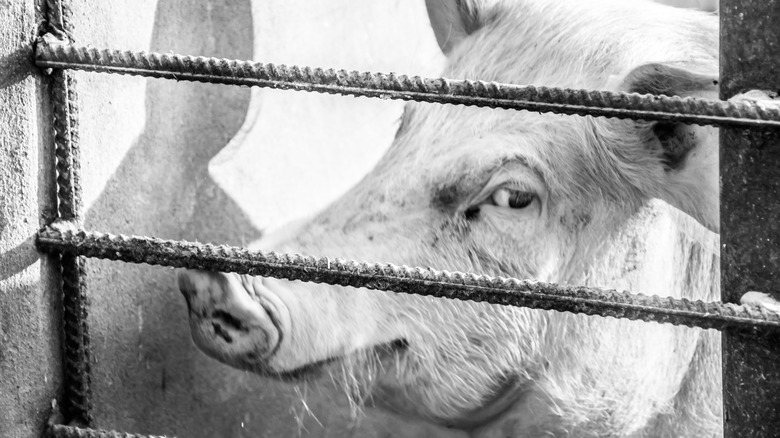 A pig in a pen