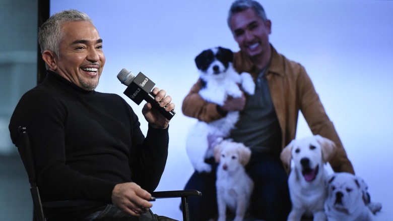 Cesar Millan holding a microphone in front of a photo of him with dogs
