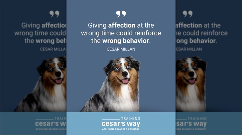 An infographic from Cesar Millan's instagram, featuring a dog and the words "Giving affection at the wrong time could reinforce the wrong behavior."