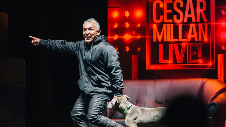 Cesar Millan pointing in the direction he's walking a dog onstage; sign in background reads Cesar Millan Live!
