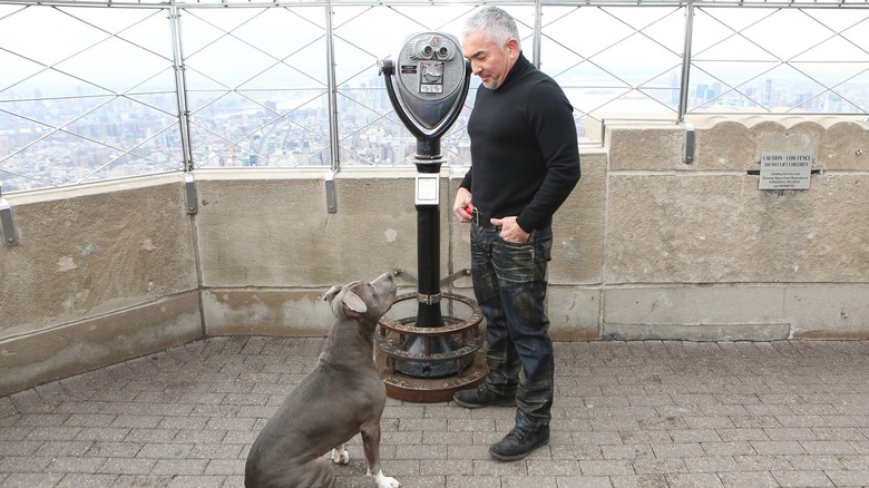 Cesar Millan on top of the Empire State Building, looking down at a dog