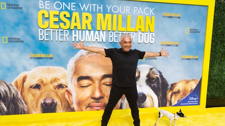 Cesar Millan and a dog on the yellow carpet for Cesar Millan: Better Human Better Dog, standing in front of a huge poster for the show
