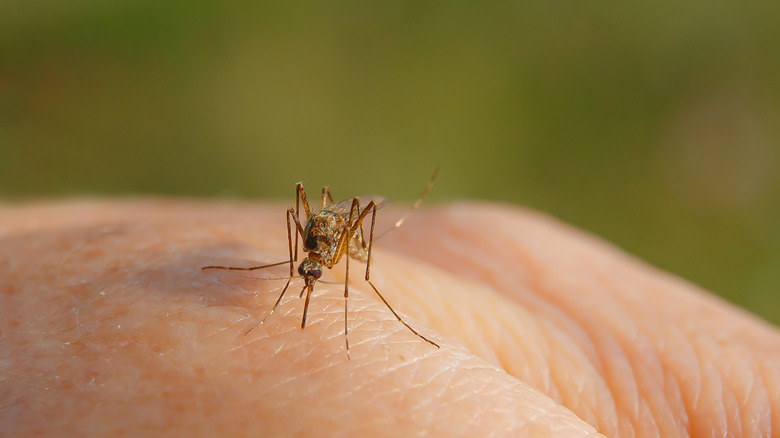 Arm being bitten by a mosquito