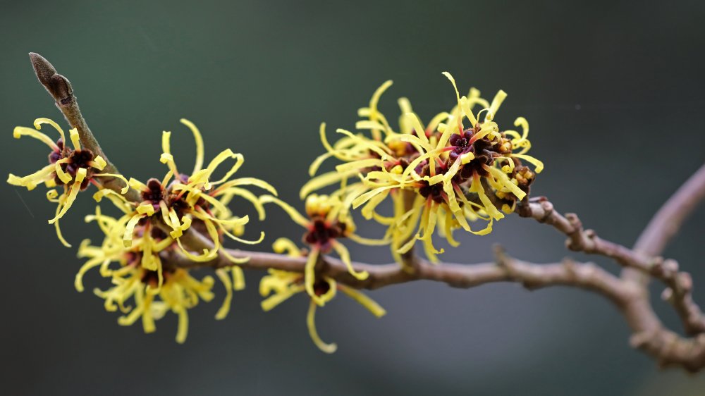 Witch hazel