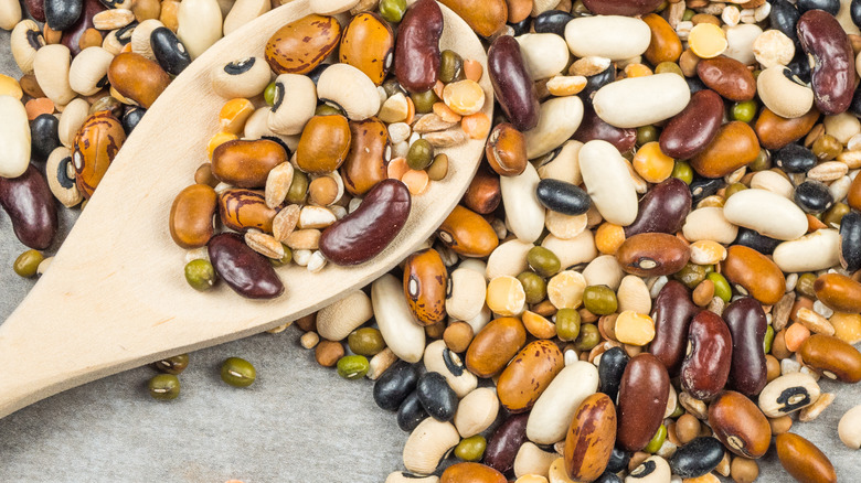 A variety of beans on a counter with a wooden spoon