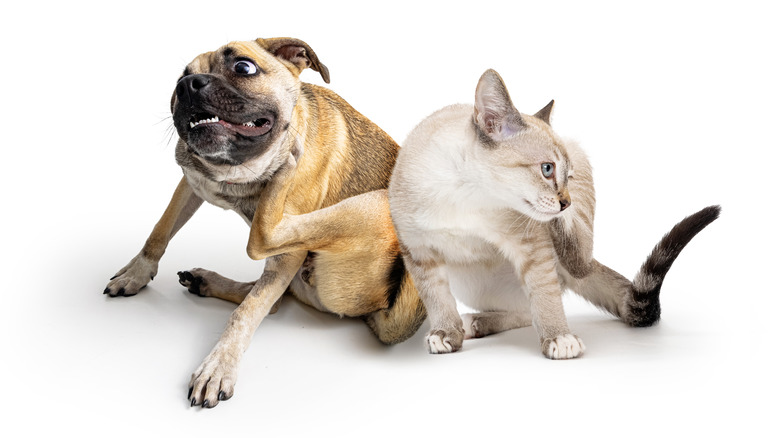 how do i know if my dog is allergic to my cat