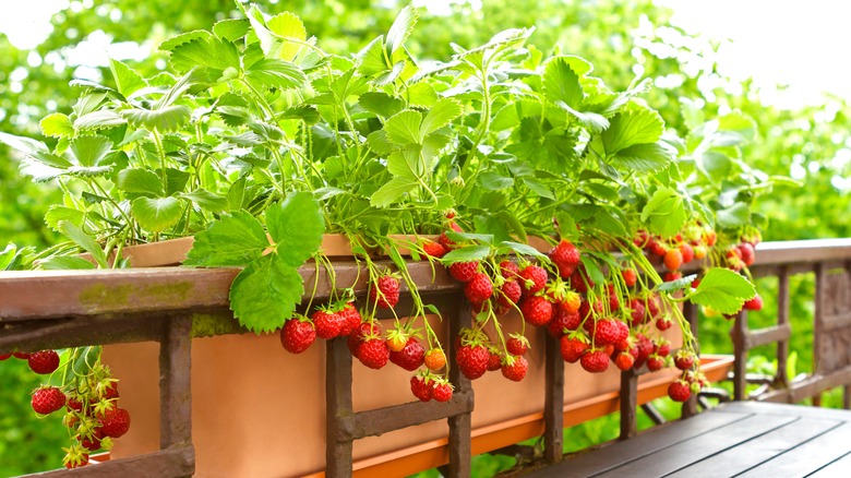 Strawberry plants 